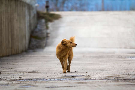 Yellow dog pet with puffy tail outdoorsの写真素材