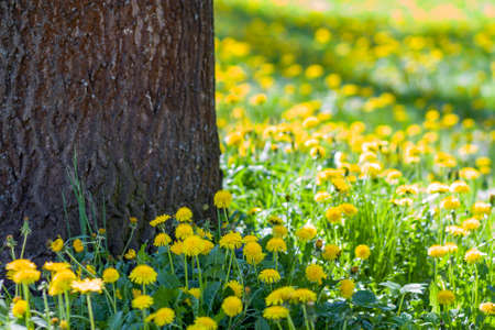 Beautiful spring or summer wild forest or park on bright sunny day. Thick big tree trunk and lavishly blooming yellow flowers on blurred green foliage bokeh background.の写真素材