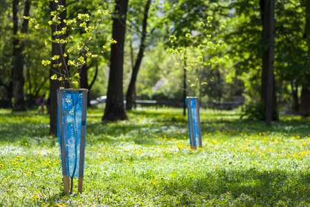 Beautiful view of row of young green saplings trees with blue plastic protective hedge on bright sunny day on blurred park, garden or orchard background. Environment recreation and protection concept.の写真素材