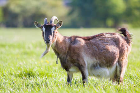 Close-up portrait of brown domestic shaggy grown-up goat with long horns, serious yellow eyes and white beard on blurred bokeh bright green spring field background. Farming of useful animals concept.の写真素材