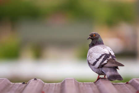 Close-up portrait of beautiful big gray and white grown pigeon with orange eye perching on the edge...