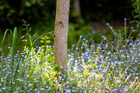 Close-up of beautiful tender wild blue and yellow small flowers lit by summer sun lavishly blooming...