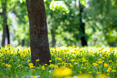 Beautiful spring or summer wild forest or park on bright sunny day. Thick big tree trunk and...