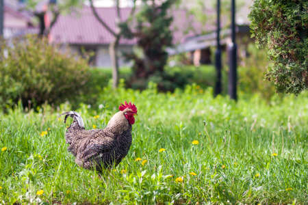 Close-up of nice big grown gray hen standing in high fresh grass on bright sunny blurred green summer background. Chicken farming, ecological clean healthy food, meat and eggs production concept.の写真素材