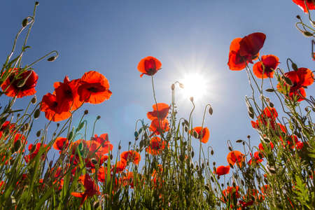 Low angle view of wonderful bright fully blooming red poppies and buds on high green stems lit by summer sun against bright blue sky. Beauty and tenderness of nature concept.の写真素材