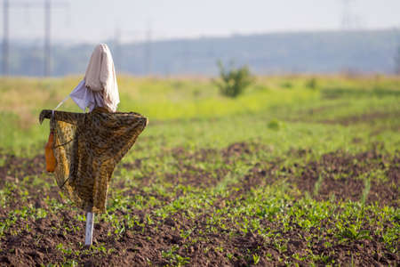Close-up of funny scarecrow guarding from birds tender green sprouts in plowed field on blurred spring sunny rural background. Farming, agriculture and traditional harvest protection concept.の写真素材