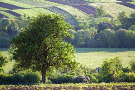 Beautiful peaceful spring wide panorama of green fields stretching to horizon under clear bright blue sky with big green tree on distant hills and village background. Agriculture and farming concept.の写真素材