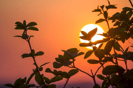 Beautiful contrast picture of clear silhouettes of tree branches with dark green leaves against big bright white sun on dramatic orange golden yellow sky background. Fantastic sunset or sunrise.の写真素材