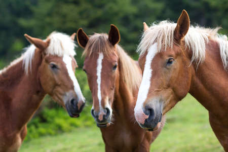 Funny horse conference in sunny summer meadow. Close shot of three chestnut with white strips and...