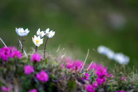 Close-up of lit by sun nice white flowers on high stems with tender green leaves blooming on steep slope on blurred green bokeh copy space background. Ecology problems and beauty of nature concept.の写真素材