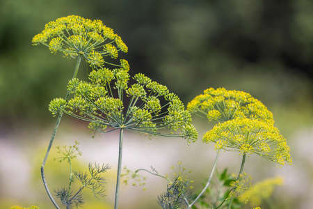 Close-up isolated fragrant dill umbrella lit by morning sun blooming on high stem on blurred foggy...
