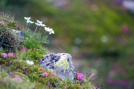 Close-up of lit by sun nice white flowers on high stems with tender green leaves blooming on steep...