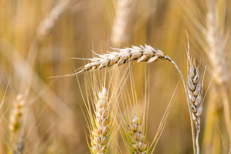 Close-up of warm colored golden yellow ripe focused wheat head on sunny summer day on soft blurred foggy meadow wheat field light brown background. Agriculture, farming and rich harvest concept.の写真素材