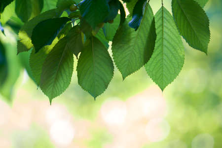 Close-up of beautiful fresh shiny cherry leaves lit by sun hanging like curtain above blurred bright bokeh copy space background. Beauty and protection of nature, agriculture and gardening concept.の写真素材