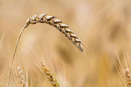 Close-up of warm colored golden yellow ripe focused wheat head on sunny summer day on soft blurred foggy meadow wheat field light brown background. Agriculture, farming and rich harvest concept.の写真素材