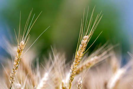 Close-up of warm colored golden yellow ripe wheat heads on sunny summer day on soft blurred foggy meadow wheat field colorful background. Agriculture, farming and rich harvest concept.の写真素材