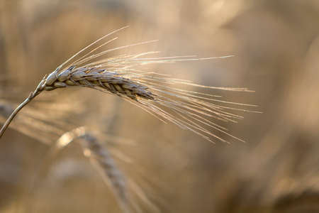 Close-up of warm colored golden yellow ripe focused wheat heads on sunny summer day on soft blurred foggy meadow wheat field light brown background. Agriculture, farming and rich harvest concept.の写真素材