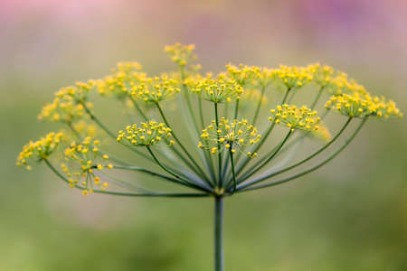 Close-up isolated fragrant dill umbrella lit by morning sun blooming on high stem on blurred foggy soft colorful background. Farming, cooking and agriculture concept.の写真素材