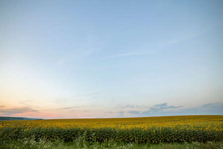 Beautiful rural summer landscape, wide panorama of blooming bright yellow sunflowers field under blue and pink sky at dawn. Agriculture, rich harvest, oil production and beauty of nature concept.の写真素材