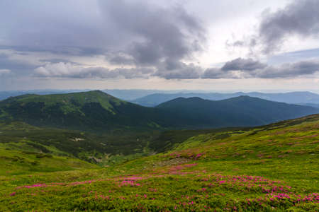 Beautiful view of pink rhododendron rue flowers blooming on mountain slope with foggy hills with green grass and Carpathian mountains in distance with dramatic clouds sky. Beauty of nature concept.の写真素材