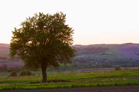 Quiet and peaceful view of beautiful big green tree at sunset growing alone in spring field on distant small village between green gardens and hills background. Beauty and harmony of nature concept.の写真素材