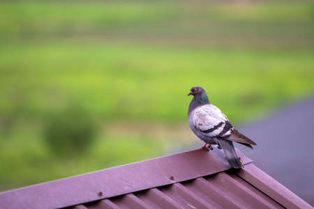 Close-up portrait of beautiful big gray and white grown pigeon with orange eye and thick plumage perching on top of brown metal tile roof on blurred bright green bokeh background.の写真素材
