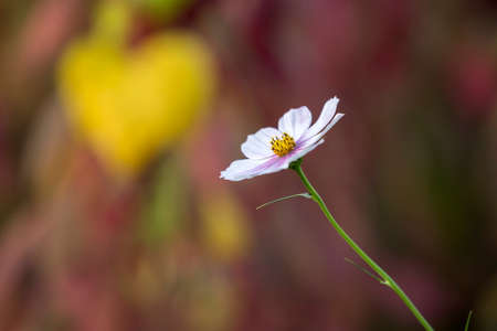 Close-up of one tender beautiful simple light pink flower lit by sun blooming on high stem on blurred foggy soft green copy space postcard background. Beauty and harmony of nature concept.の写真素材