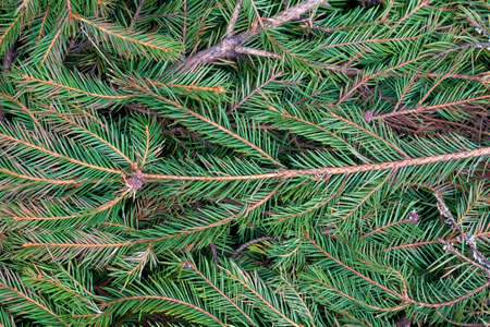 Close up top view picture of lit by sun dense fresh green natural pine tree, fir tree branches....