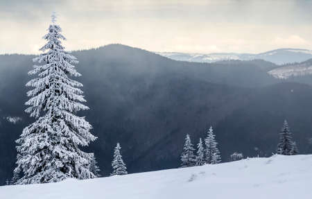 Winter mountain landscape with snow covered pine treesの写真素材