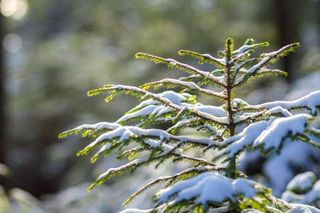 Beautiful amazing Christmas winter mountain landscape. Small young green fir trees covered with snow and frost on cold sunny day on clear white snow and blurred tree trunks copy space background.の写真素材