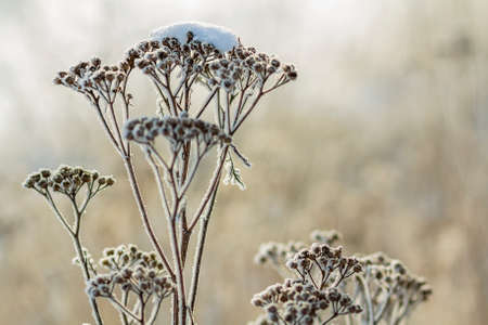 Frozen plants in early morning close up in winter.の写真素材