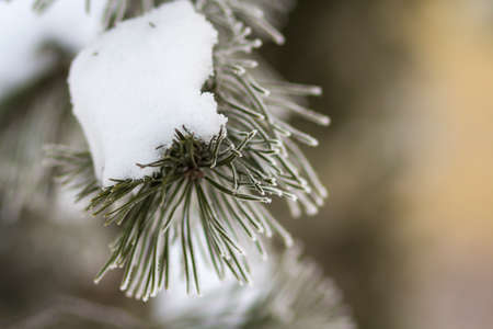 Close-up shot of fir-tree branches with green needles covered with deep fresh clean snow on blurred blue outdoors copy space background. Merry Christmas and Happy New Year greeting postcard.の写真素材