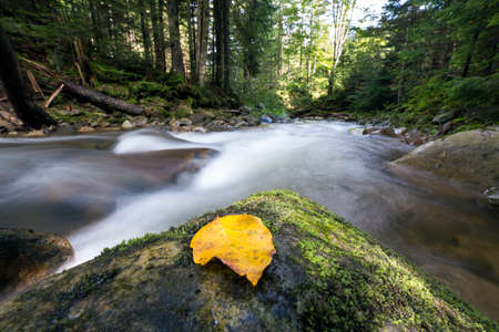 Small river with crystal clear smooth silky water flowing through wild green forest on bright sunny day and bright yellow leaf on big wet boulder. Beautiful wildlife landscape. Long exposure shot.の写真素材