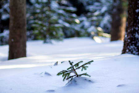 Beautiful amazing Christmas winter mountain landscape. Small young green fir trees covered with snow and frost on cold sunny day on clear white snow and blurred tree trunks copy space background.の写真素材