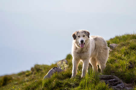 Big white shaggy grown clever shepherd dog standing alone on steep green grassy rocky mountain slope...