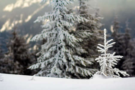 Winter landscape with snow covered small pine treeの写真素材