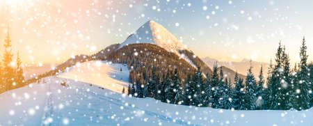 Beautiful winter panorama. Landscape with spruce pine trees, blue sky with sun light and high Carpathian mountains on background.の写真素材