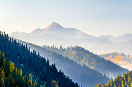Amazing soft sunrise panorama in mountains. Cerpathian mountain peaks and hills in autumn over the tops of pine treesの写真素材