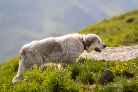 Big white shaggy grown clever shepherd dog walking alone on steep green grassy rocky mountain meadow...
