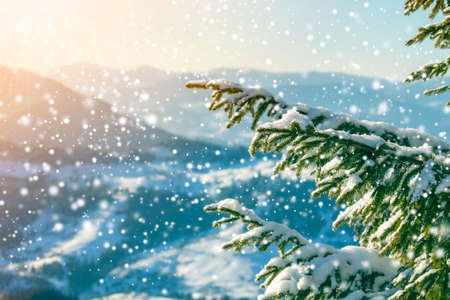 Pine tree branches with green needles covered with deep fresh clean snow on blurred blue outdoors...