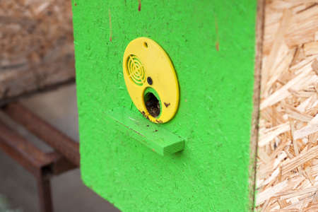 Close-up of primitive beehive painted bright green and yellow with brown golden bees on blurred sunny summer copy space background. Bee farming and honey production, do it yourself conceptの写真素材
