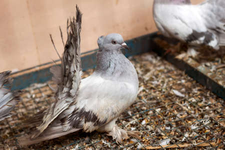 Beautiful white and gray pigeon dove with spread tail walking on old wire cage top. Wild life in...
