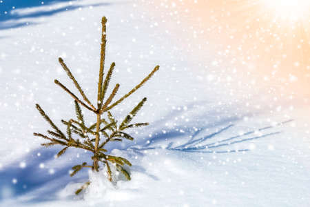 Beautiful amazing Christmas winter mountain landscape. Small young green fir tree spruce growing...