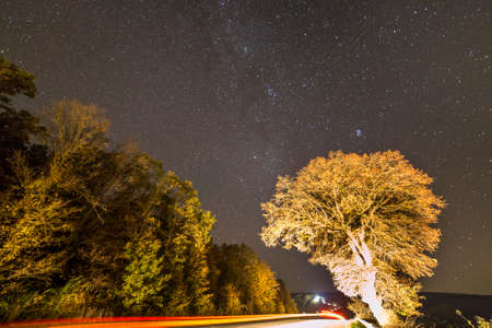 Golden and red tall trees along empty road stretching to horizon under black sky with myriads of...