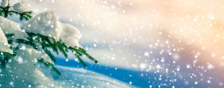 Pine tree branches with green needles covered with deep fresh clean snow on blurred blue outdoors...