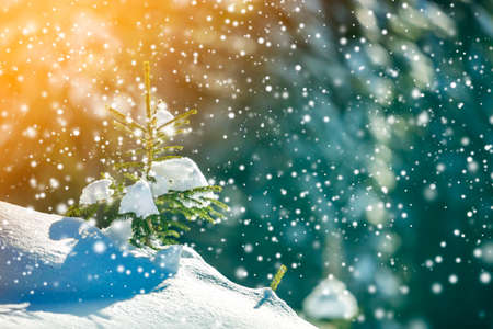 Small pine tree with green needles covered with deep fresh clean snow on blurred blue copy space background. Merry Christmas and Happy New Year greeting postcard.の写真素材