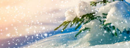 Spruce tree branch with green needles covered with deep snow and hoarfrost and large snowflakes on blurred blue colorful copy space background. Merry Christmas and Happy New Year greeting card.の写真素材