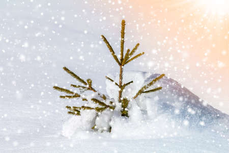 Beautiful amazing Christmas winter mountain landscape. Small young green fir tree spruce growing alone in deep snow on cold sunny frosty day on clear bright colorful snowflakes copy space background.の写真素材