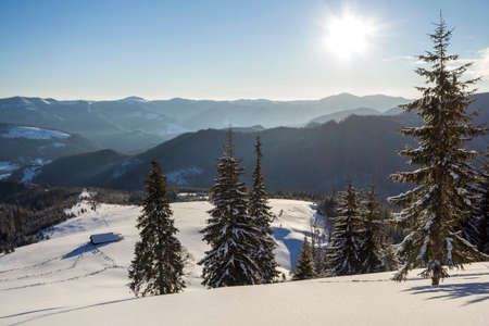 Winter Christmas landscape of mountain valley on frosty sunny day. Covered with frost tall fir-trees...