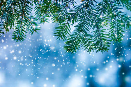 Pine tree branches with green needles covered with deep fresh clean snow on blurred blue outdoors...
